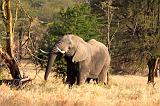 TANZANIA - Serengeti National Park - Lobo - 01